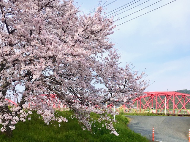 サクラ咲く✿