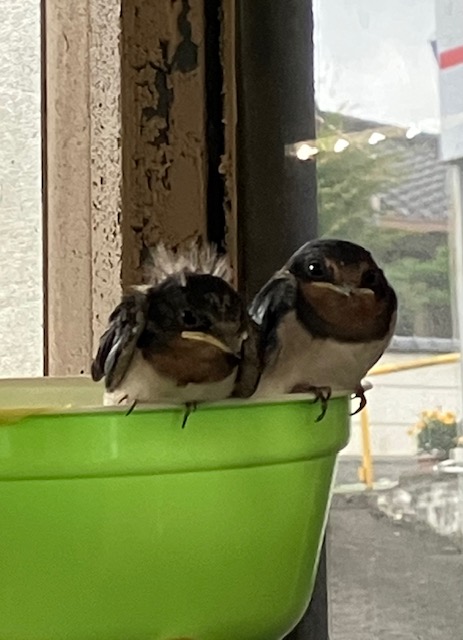 ヒナ3
