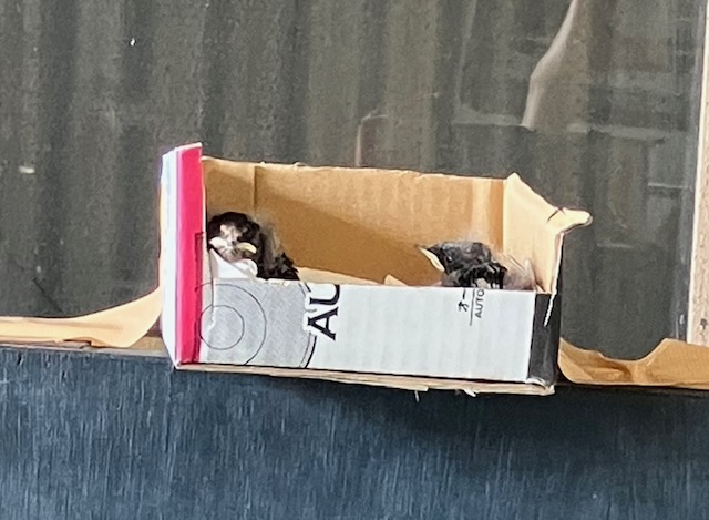 ヒナ2