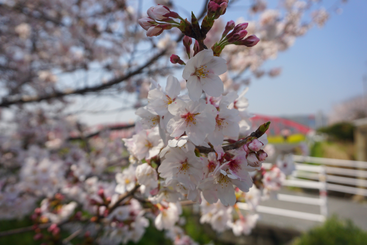 さくら満開🌸新ユニフォームお披露目